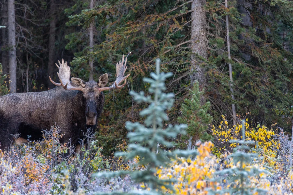 A moose spotted out on the hike