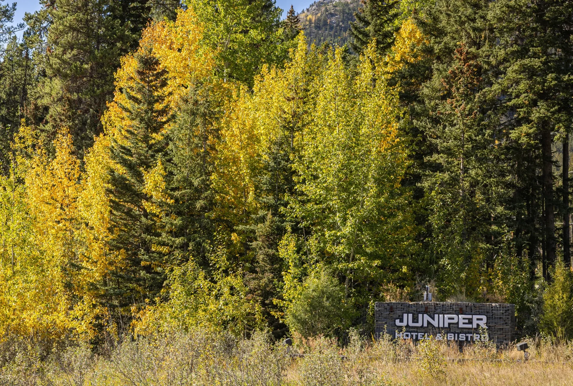 Fall Colours at the Juniper