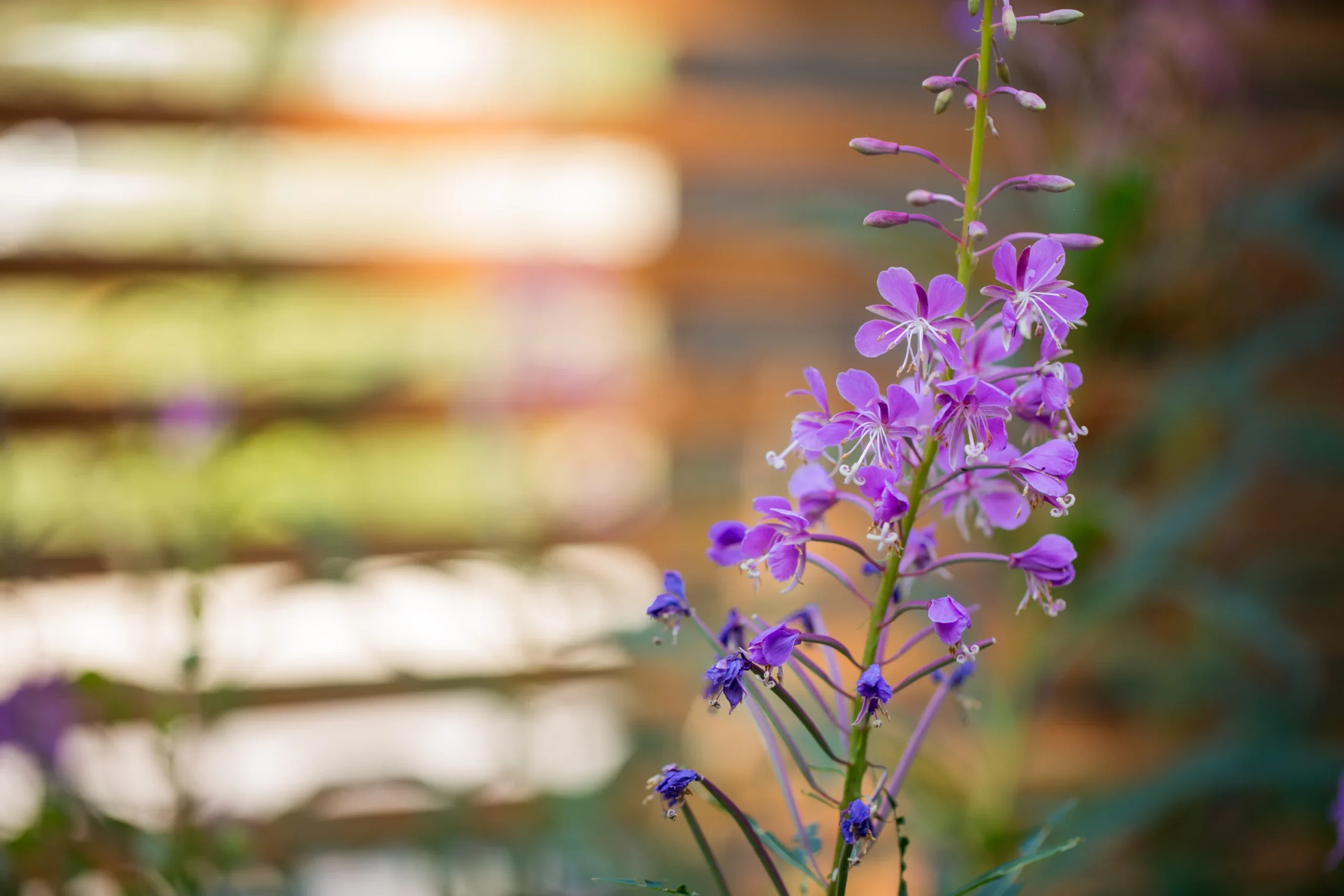 Nature in abundance at the Juniper. Surrounded by nature.
