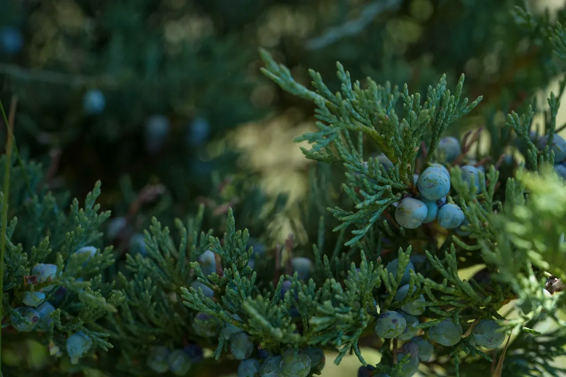 Nature in abundance at the Juniper. Surrounded by nature.