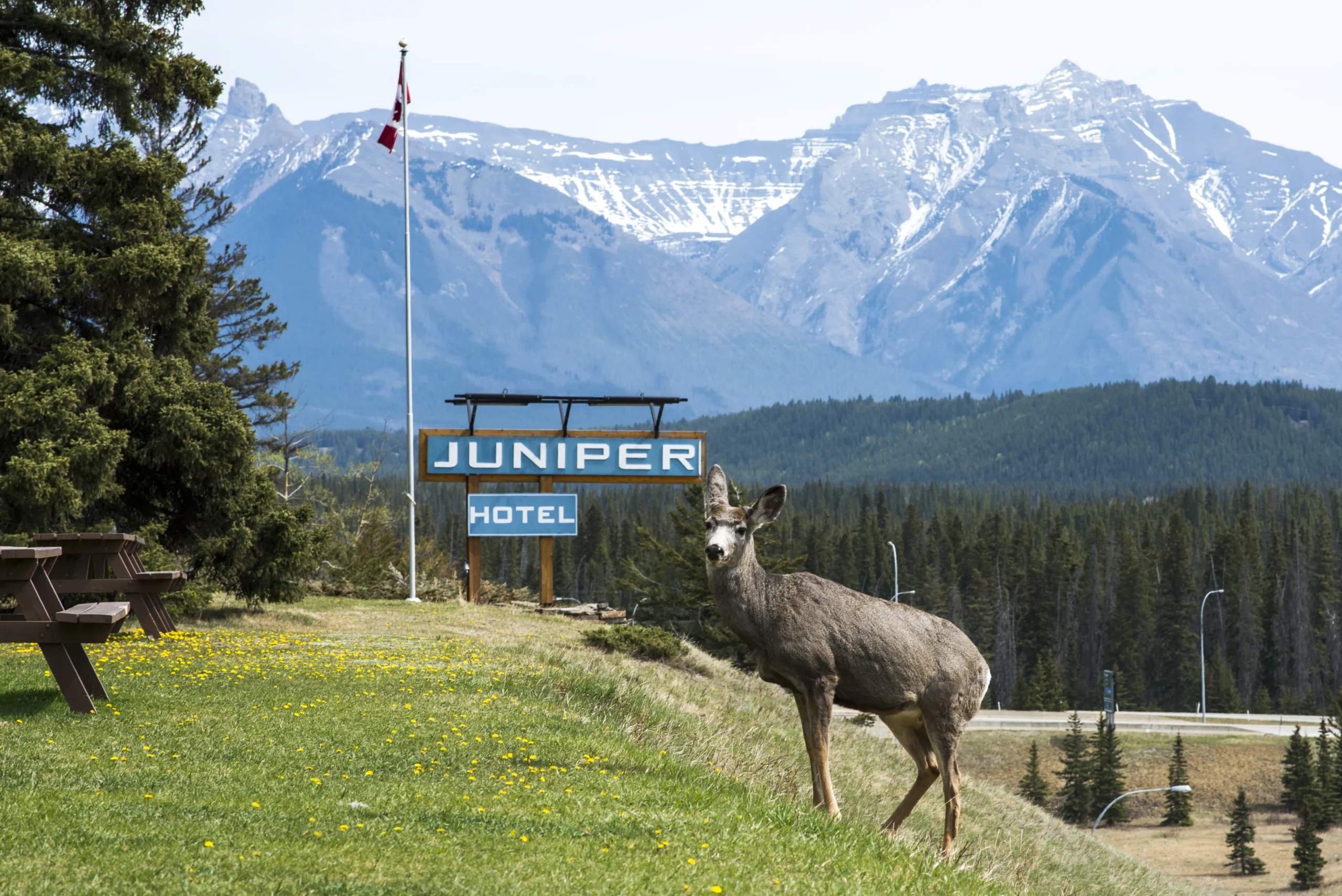 An elk stands in front of the Juniper Hotel sign - the property often has wildlife grazing around the forest and on the patio
