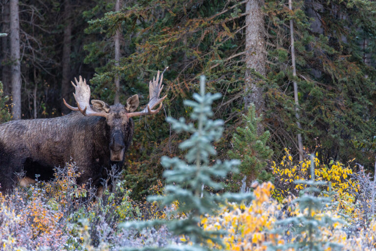 Moose in the wildlife corridor